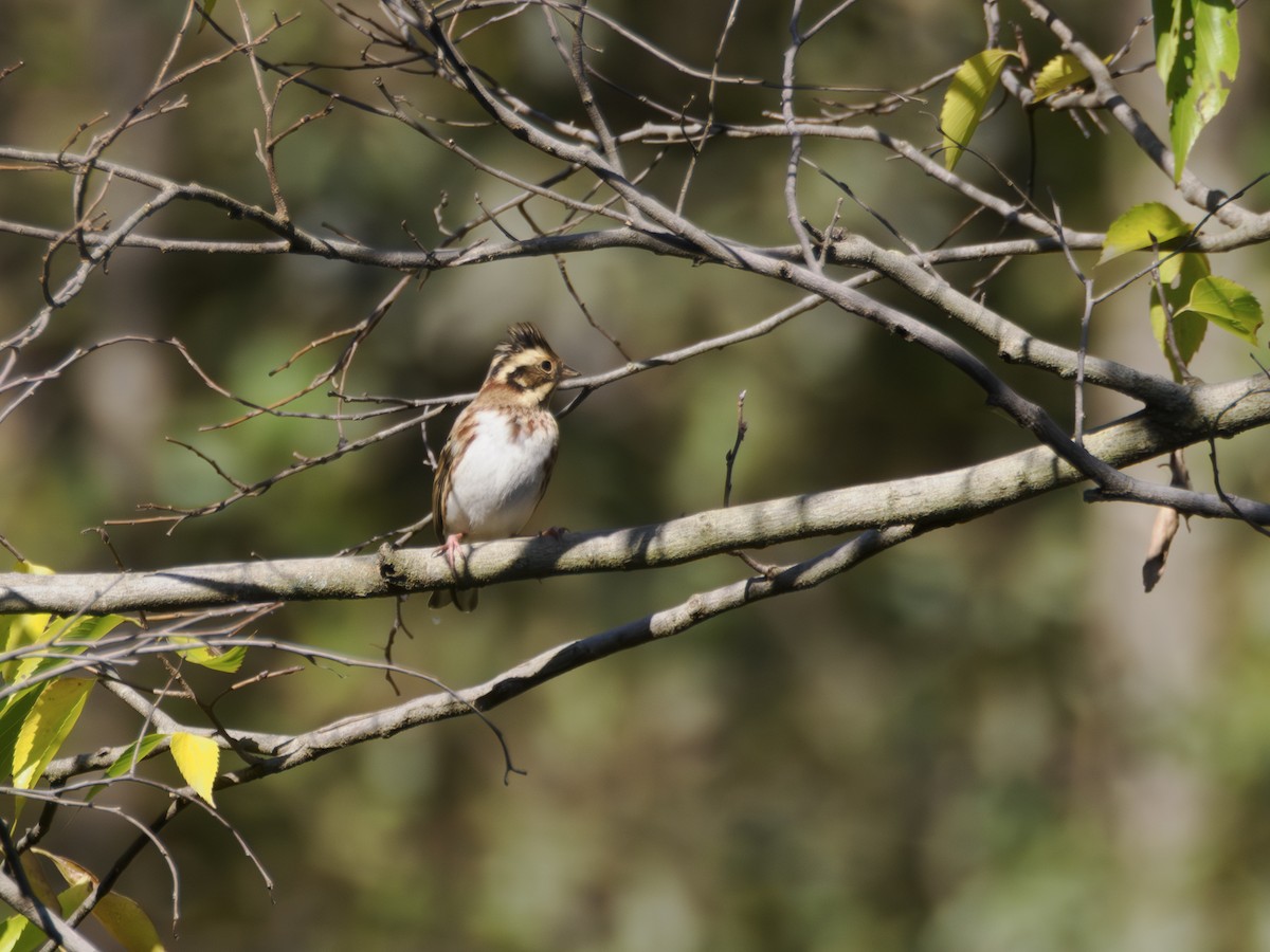 Rustic Bunting - ML645202892