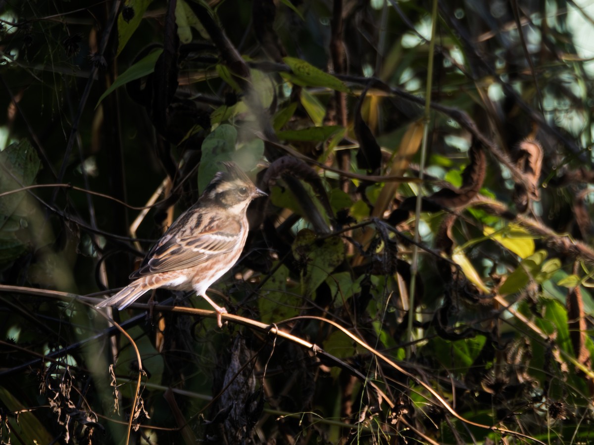 Rustic Bunting - ML645202894