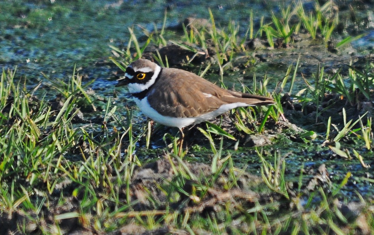 Little Ringed Plover - ML645202896