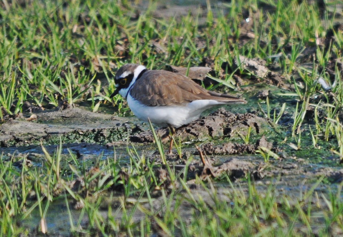 Little Ringed Plover - ML645202898