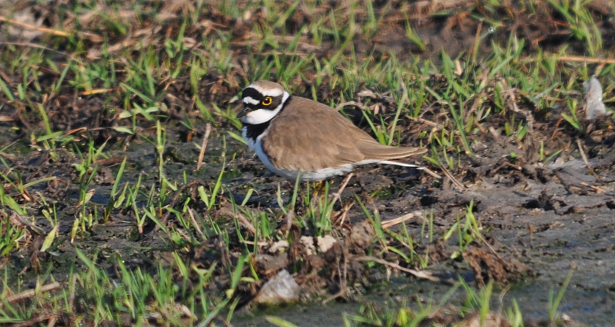 Little Ringed Plover - ML645202900