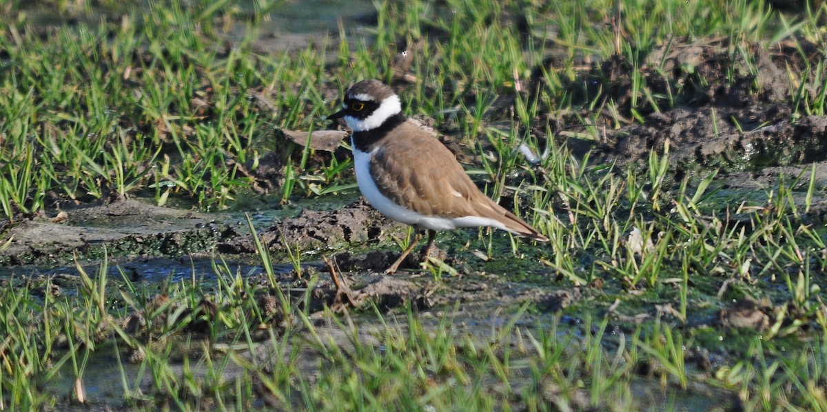 Little Ringed Plover - ML645202901