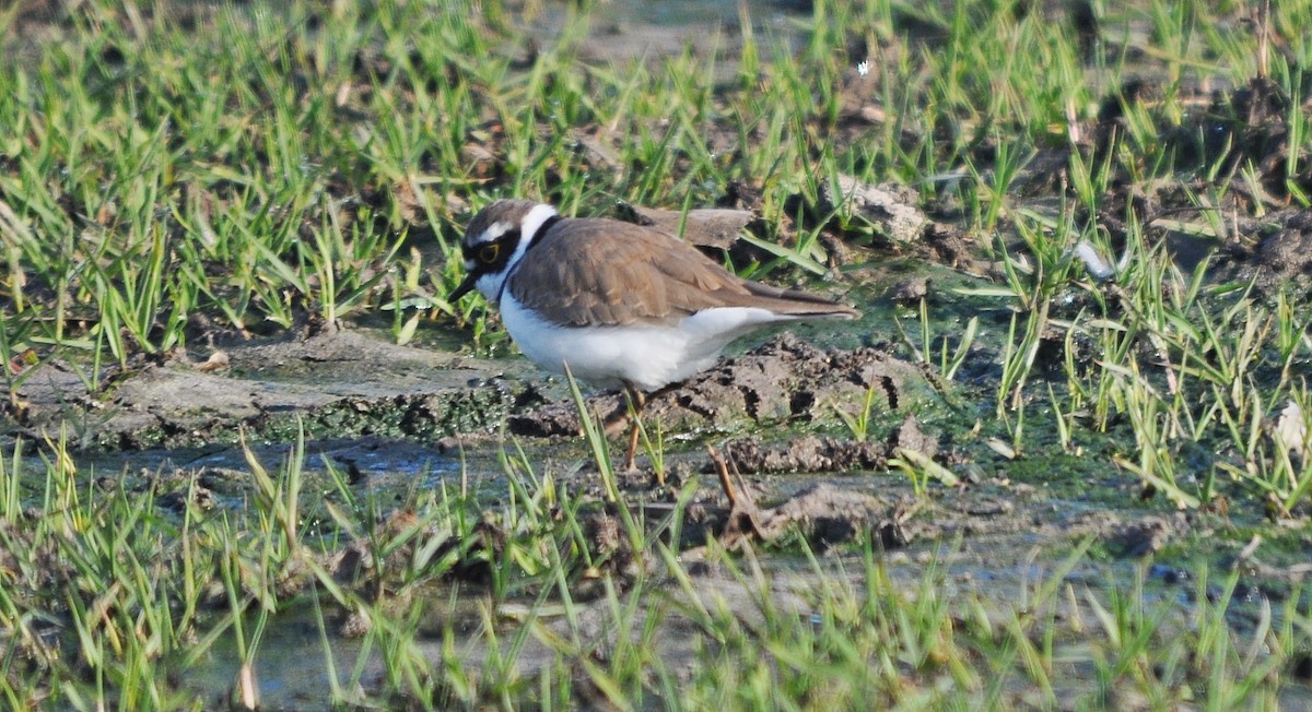 Little Ringed Plover - ML645202902