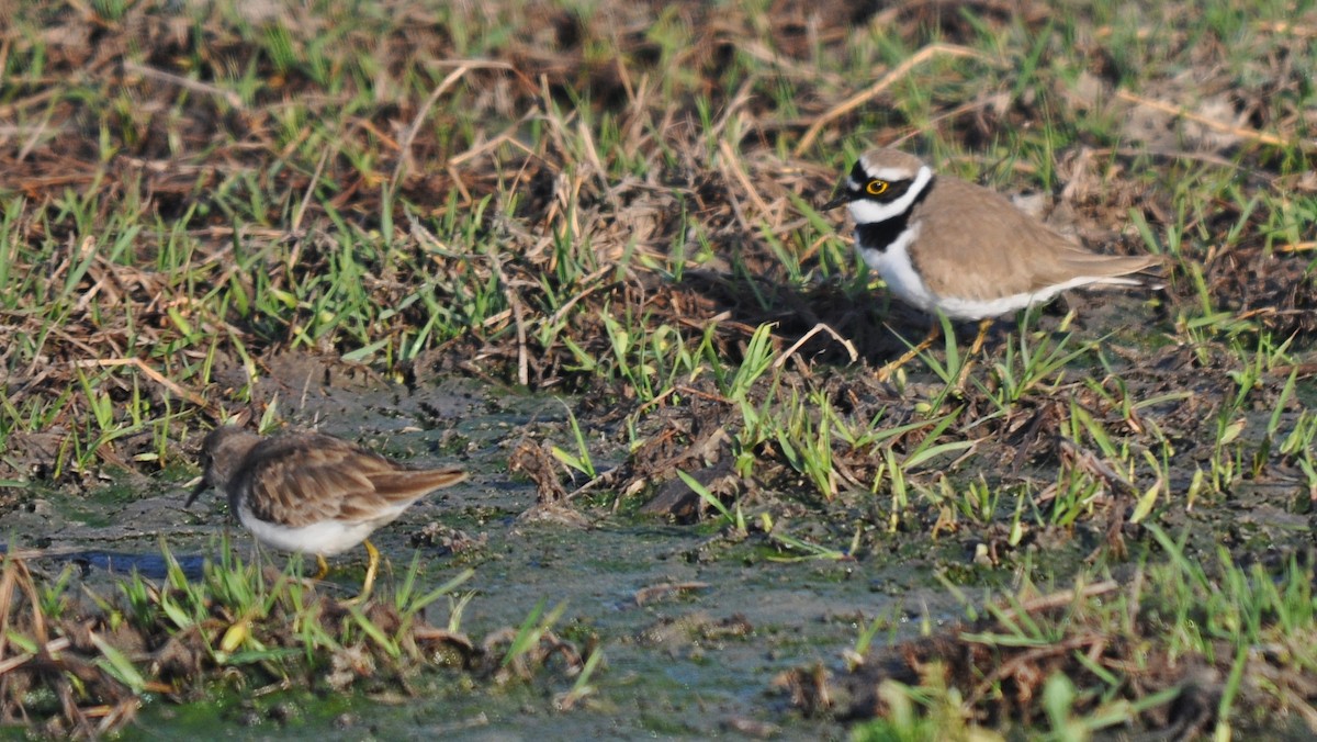 Little Ringed Plover - ML645202903