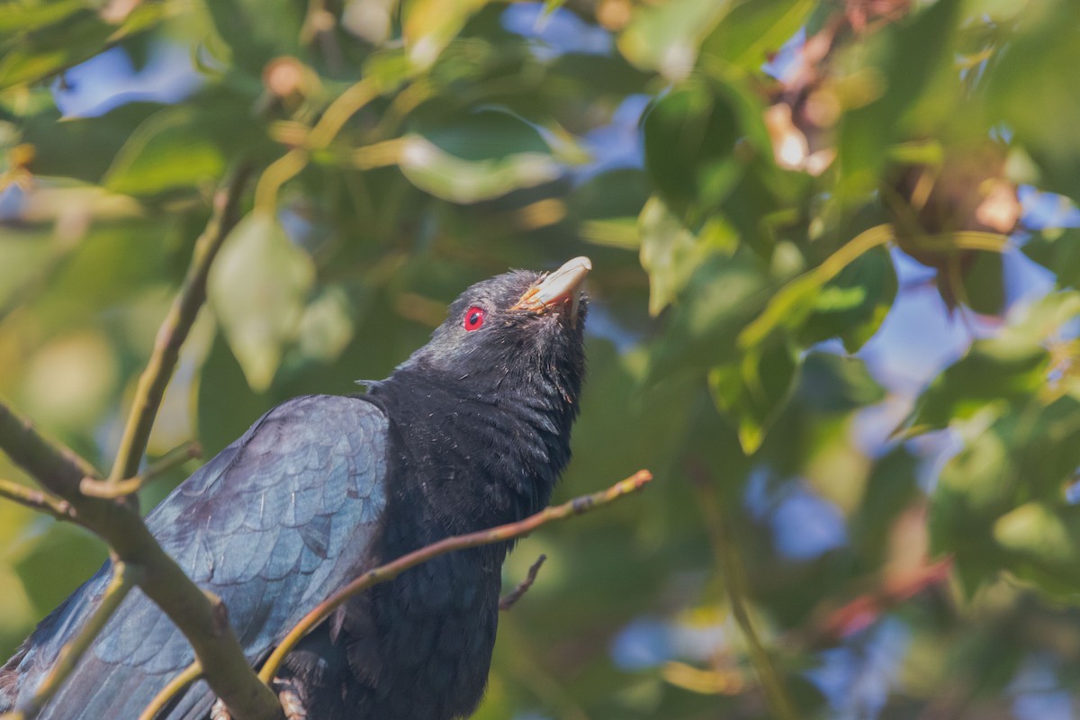 Asian Koel - ML645202909