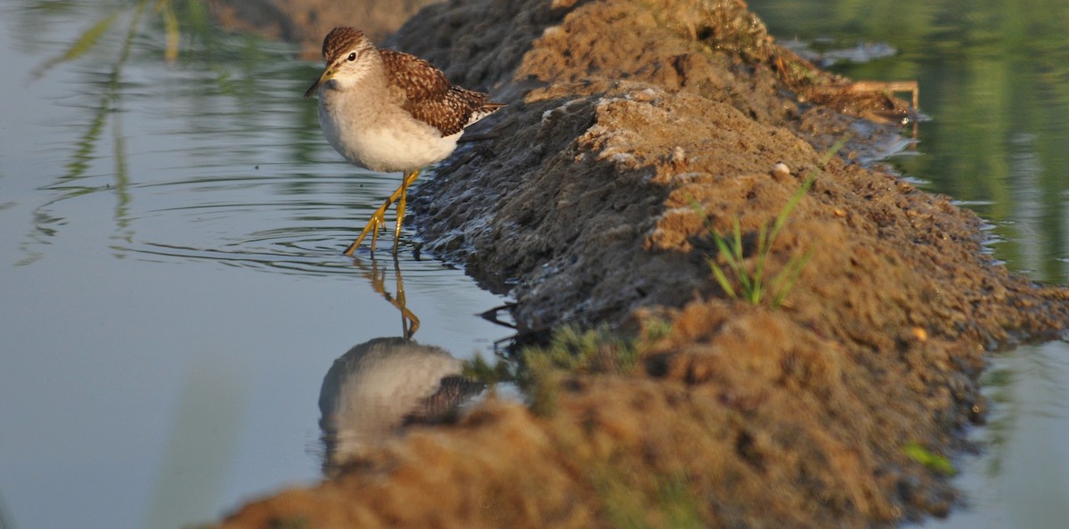 Wood Sandpiper - ML645202911