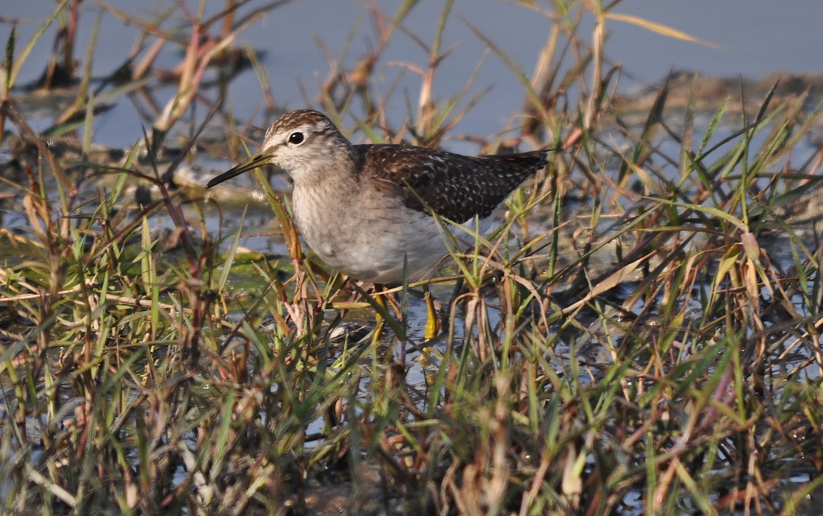 Wood Sandpiper - ML645202912