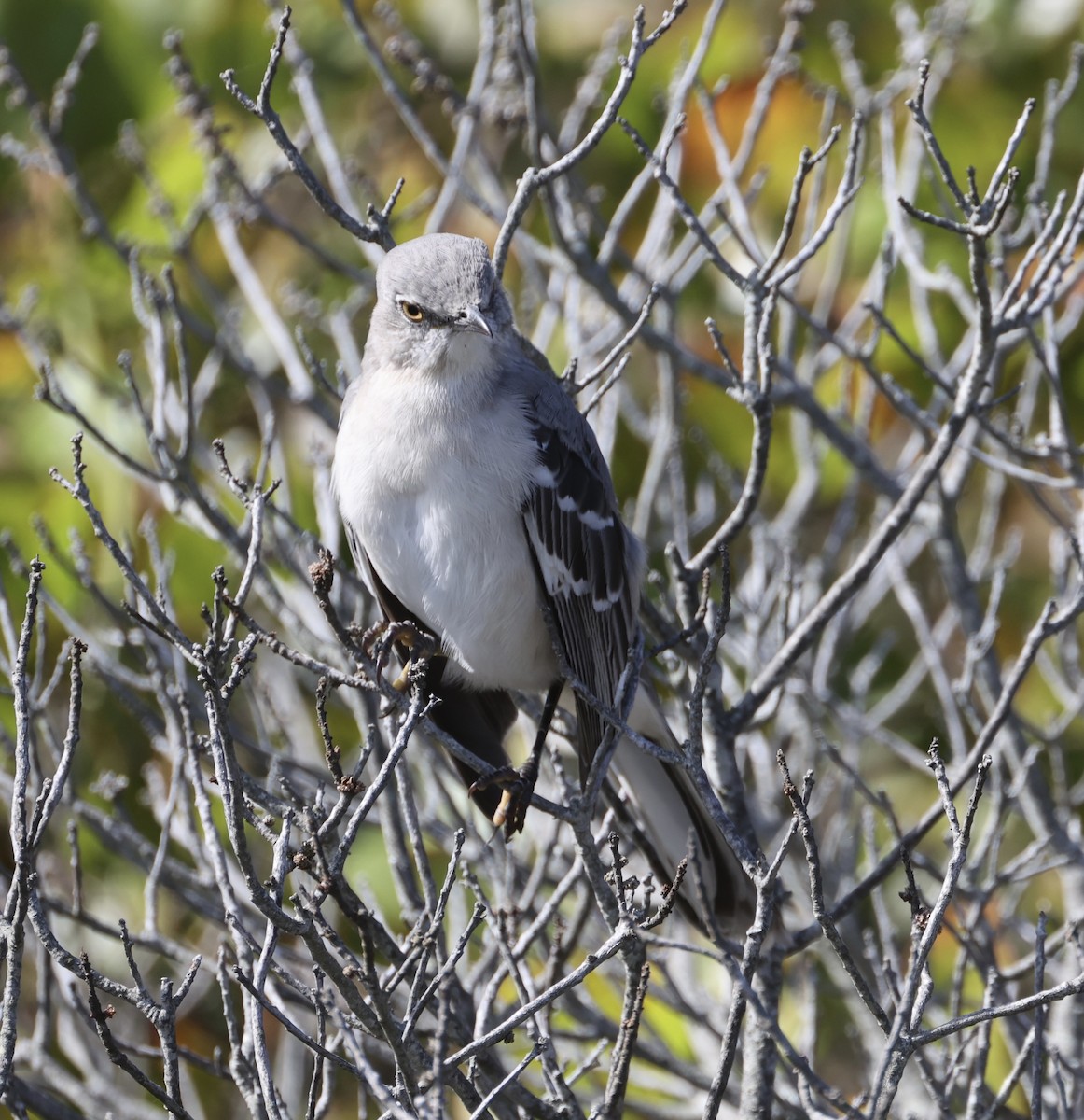 Northern Mockingbird - ML645202913