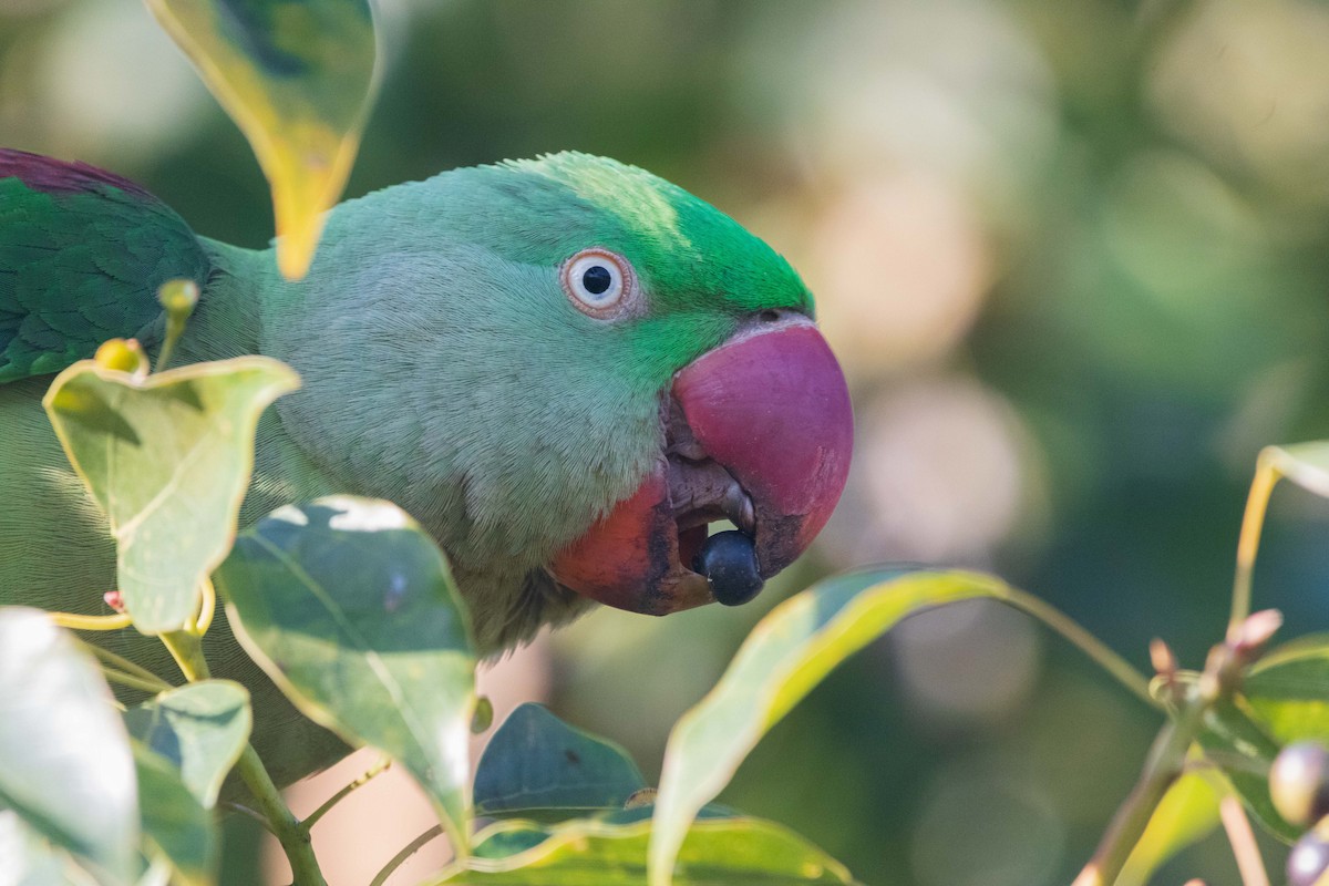 Alexandrine Parakeet - ML645202914