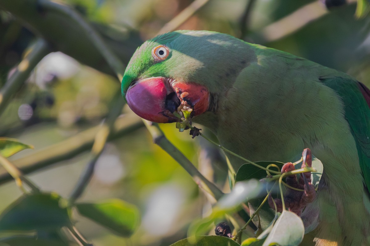 Alexandrine Parakeet - ML645202915