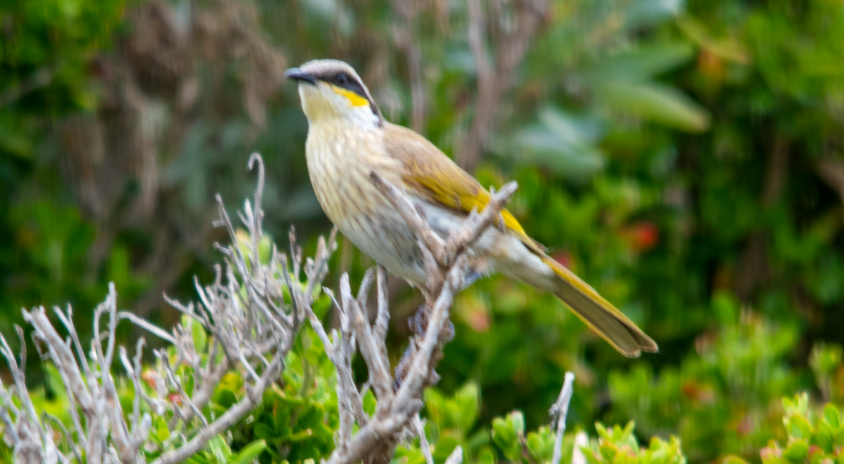 Singing Honeyeater - ML645202916