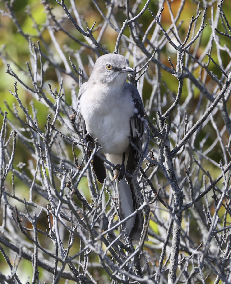Northern Mockingbird - ML645202917