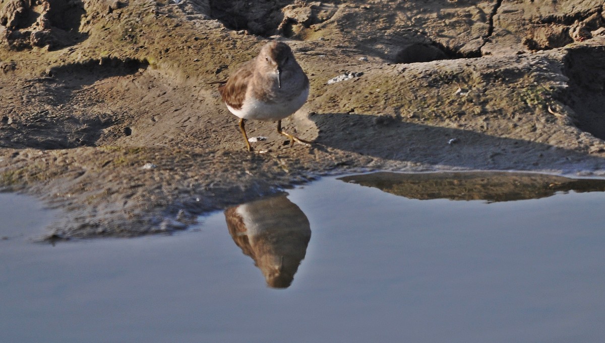 Temminck's Stint - ML645202919