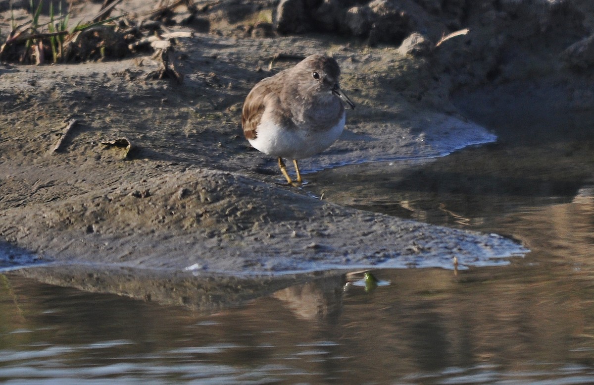 Temminck's Stint - ML645202920