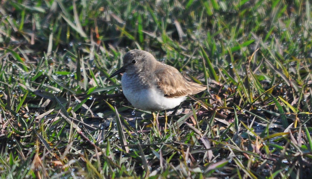 Temminck's Stint - ML645202922
