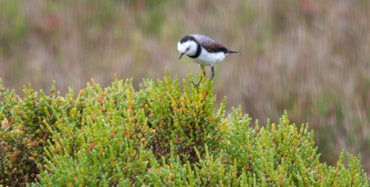 White-fronted Chat - ML645202927