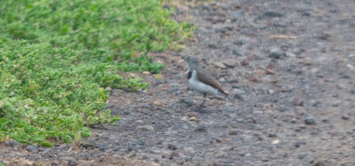 White-fronted Chat - ML645202928