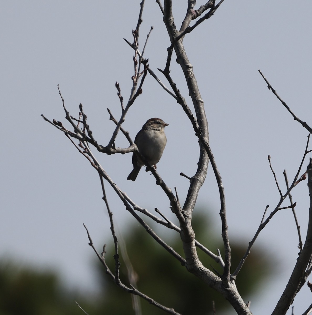 Chipping Sparrow - ML645202929