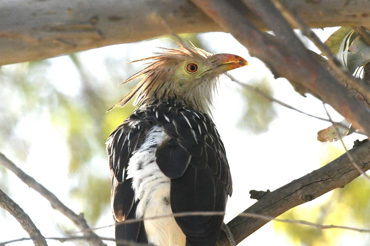 Guira Cuckoo - ML645202932