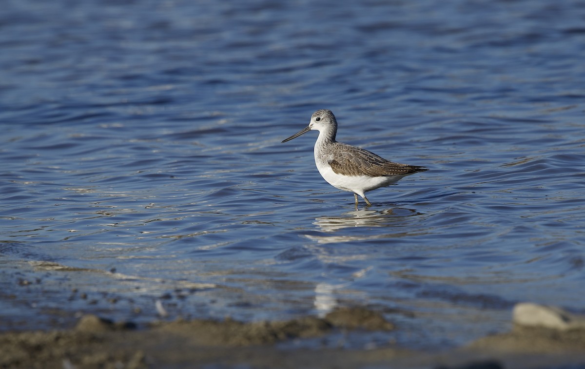 Common Greenshank - ML645202933