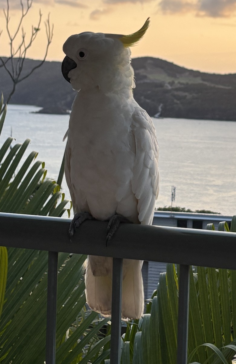 Sulphur-crested Cockatoo - ML645202934