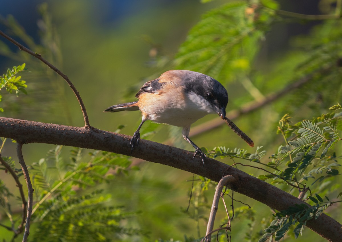 Long-tailed Shrike - ML645202935