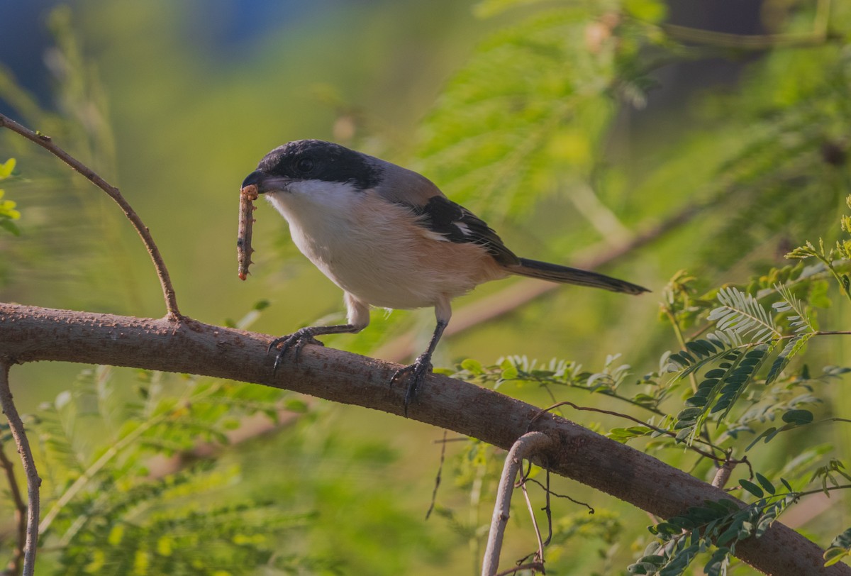 Long-tailed Shrike - ML645202936