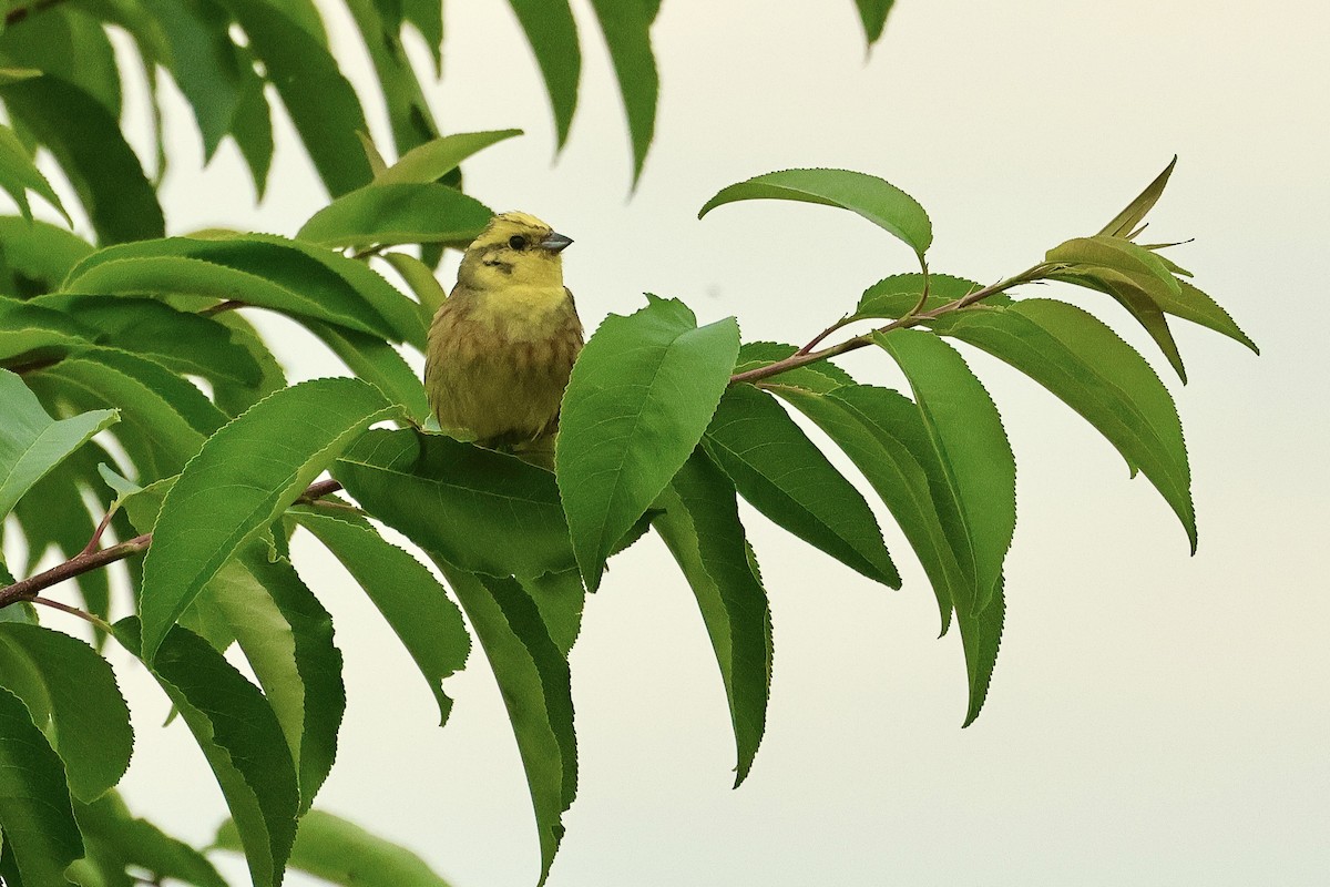 Yellowhammer - ML645202937