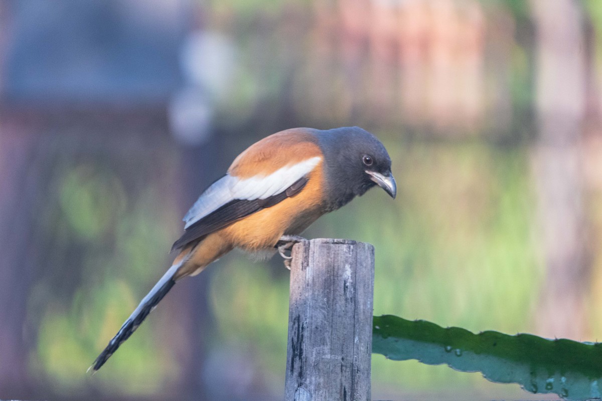 Rufous Treepie - ML645202938