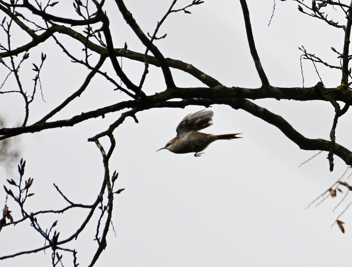 Short-toed Treecreeper - ML645202941