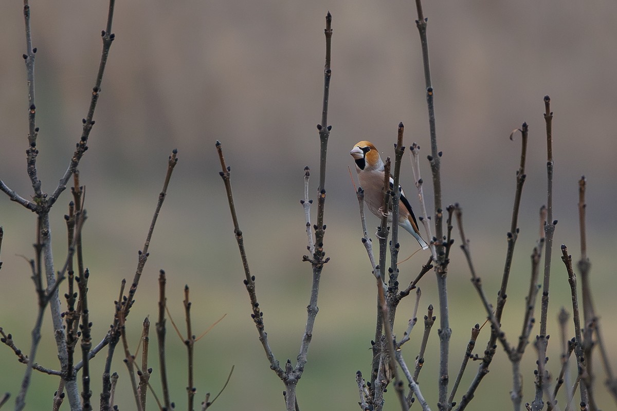 Hawfinch - ML645202951