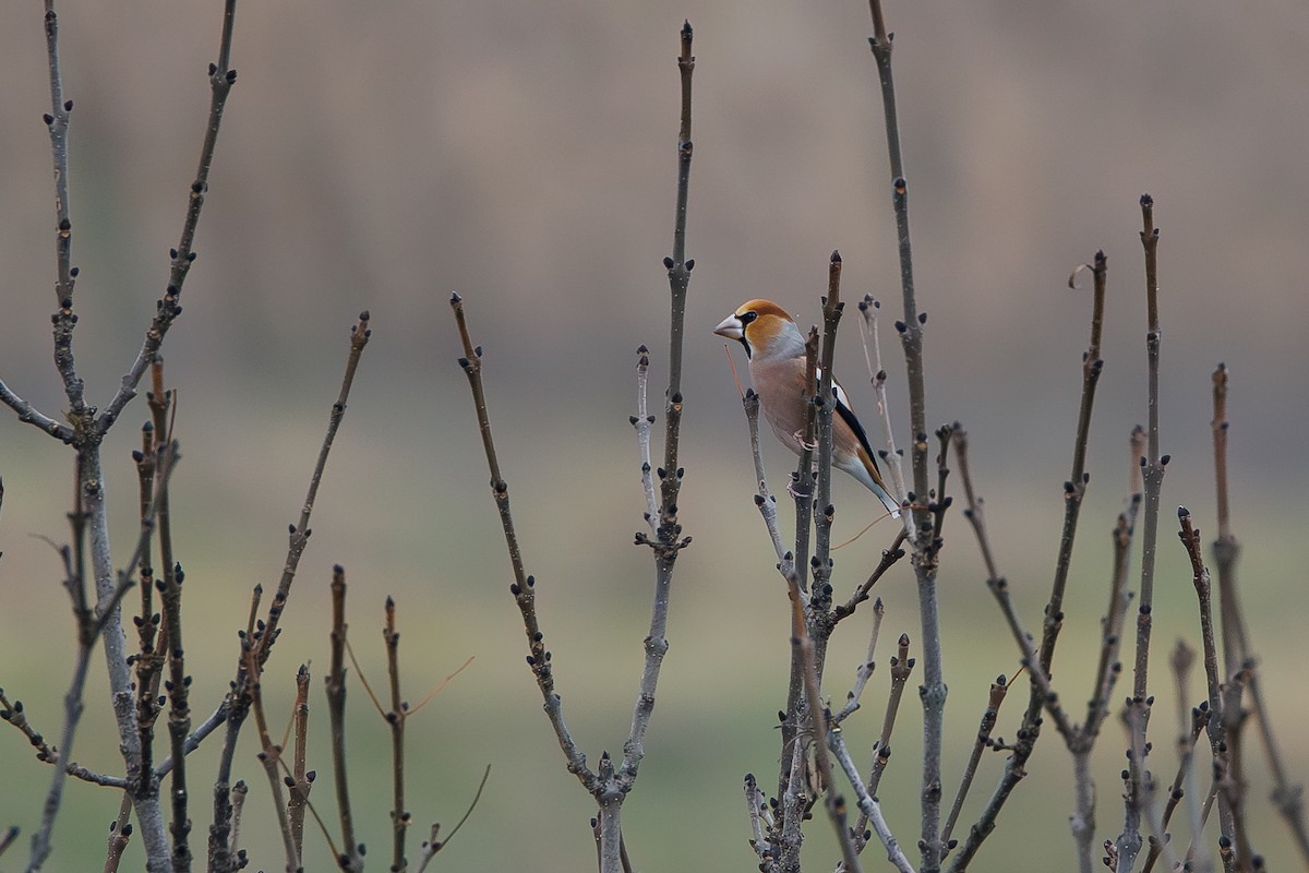 Hawfinch - ML645202952