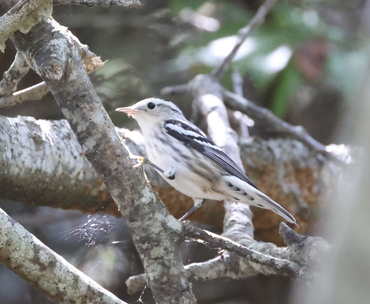 Black-and-white Warbler - ML645202953