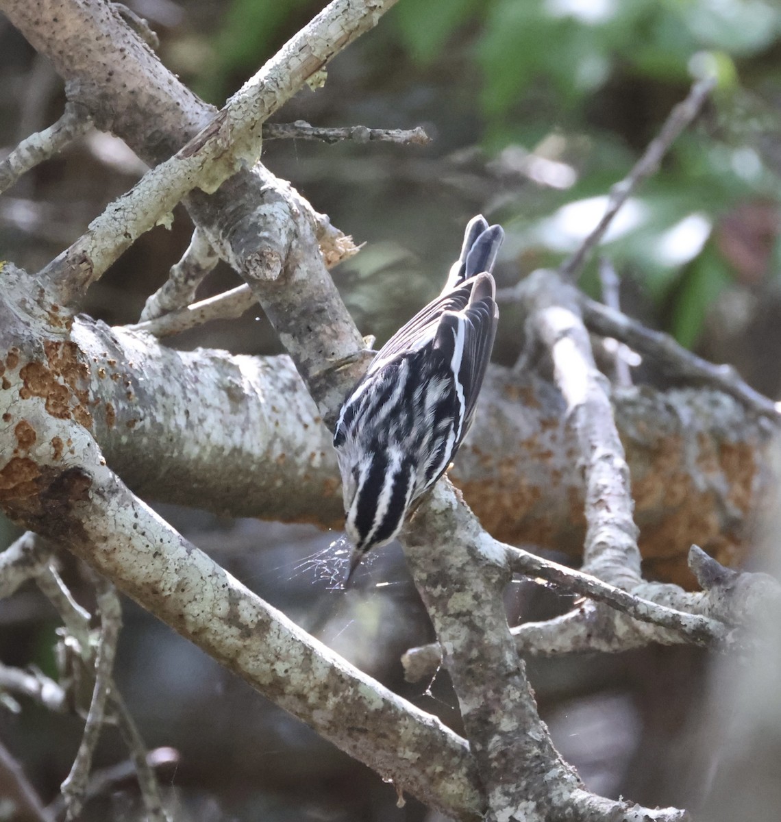 Black-and-white Warbler - ML645202958