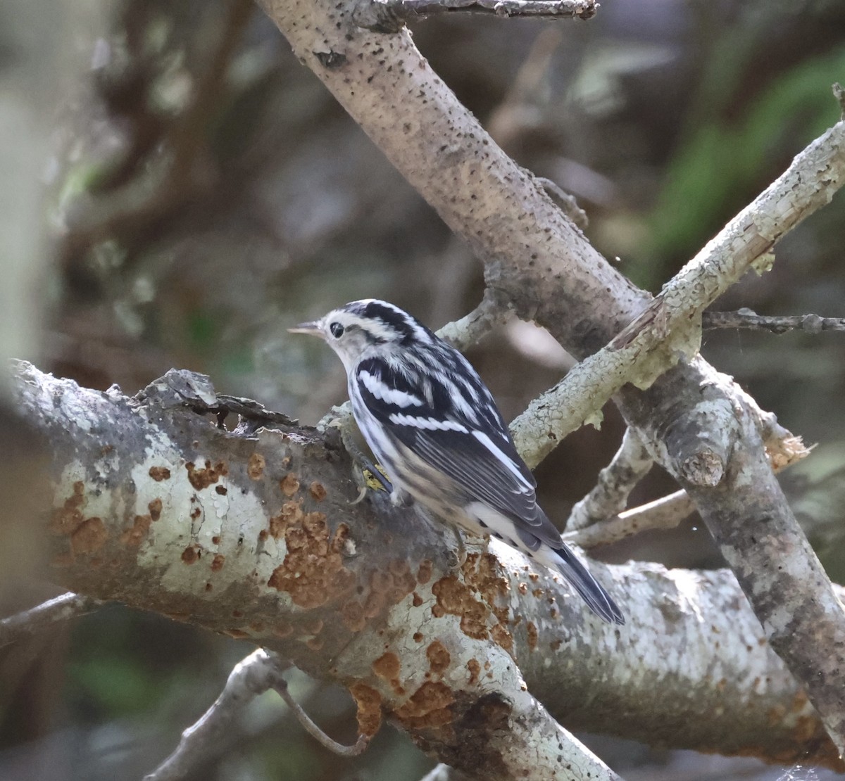 Black-and-white Warbler - ML645202961