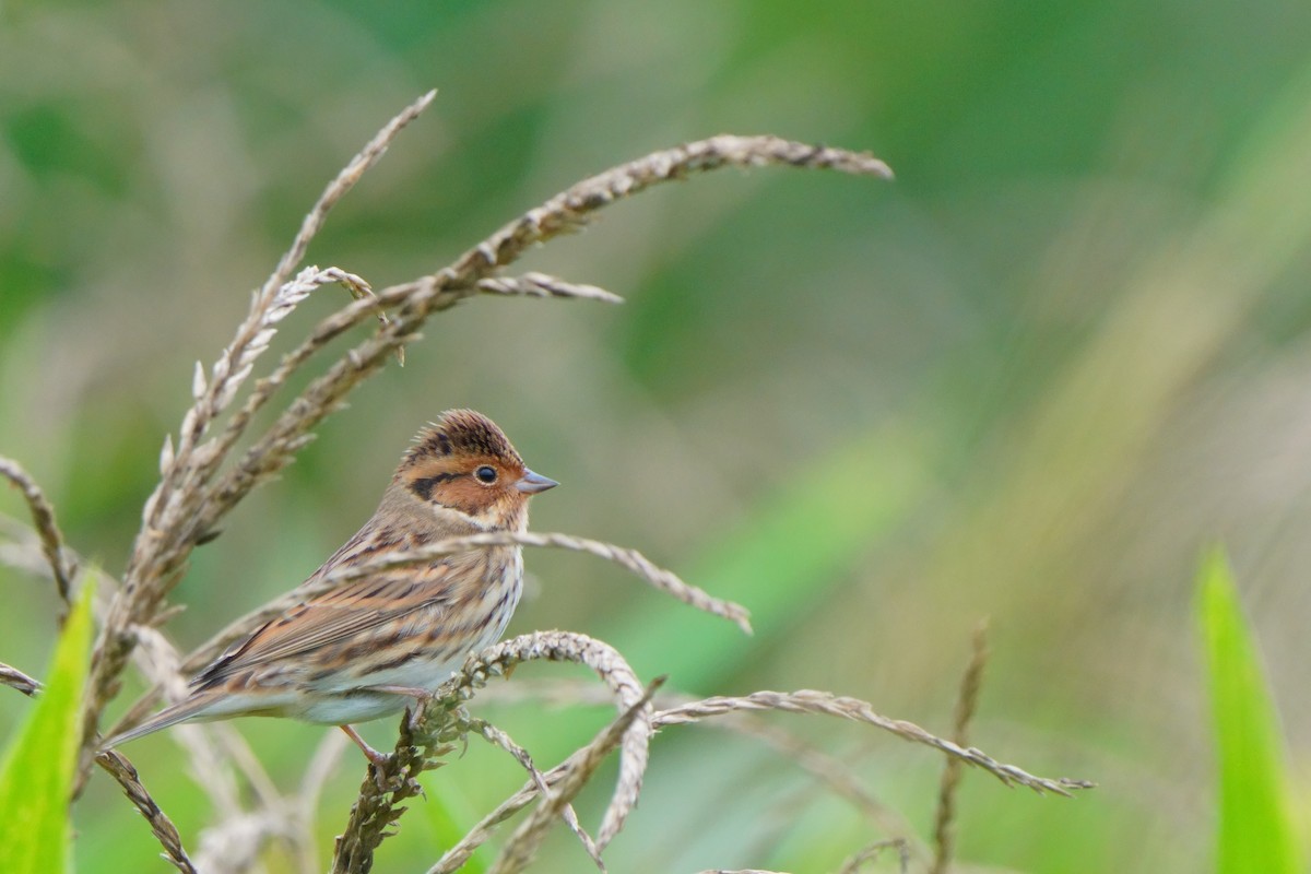 Little Bunting - ML645202965