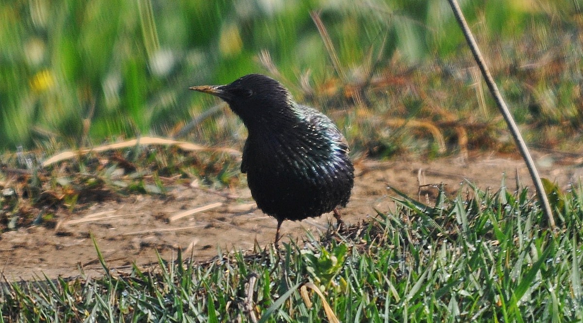 Storno - ML645202967