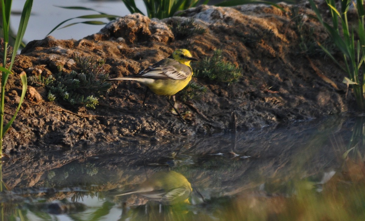 נחליאלי לימוני - ML645202971