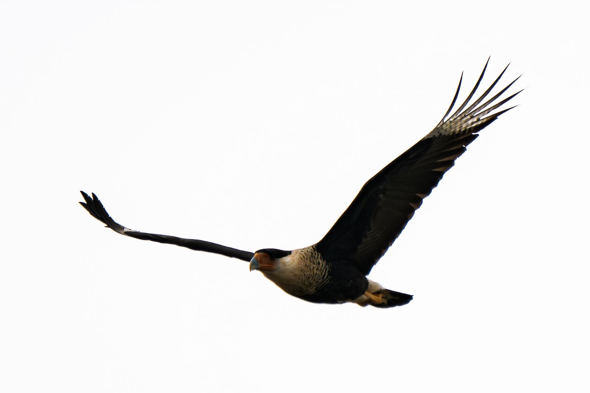 Schopfkarakara (Nordkarakara) - ML645203048