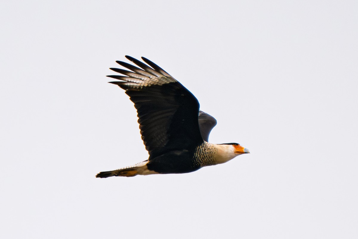 Schopfkarakara (Nordkarakara) - ML645203049