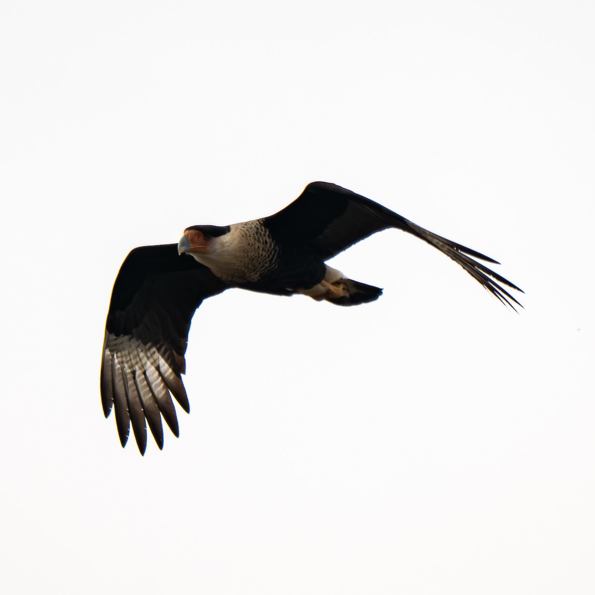 Schopfkarakara (Nordkarakara) - ML645203050