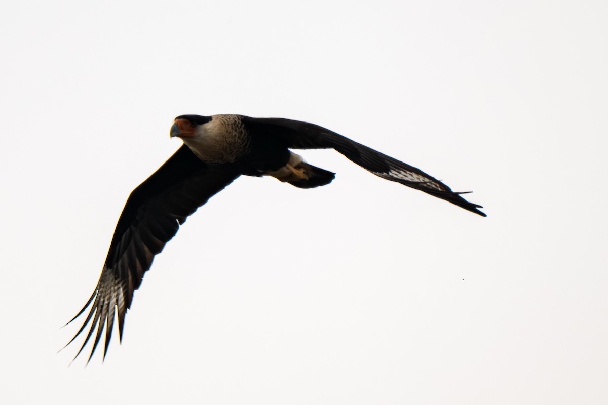 Schopfkarakara (Nordkarakara) - ML645203053