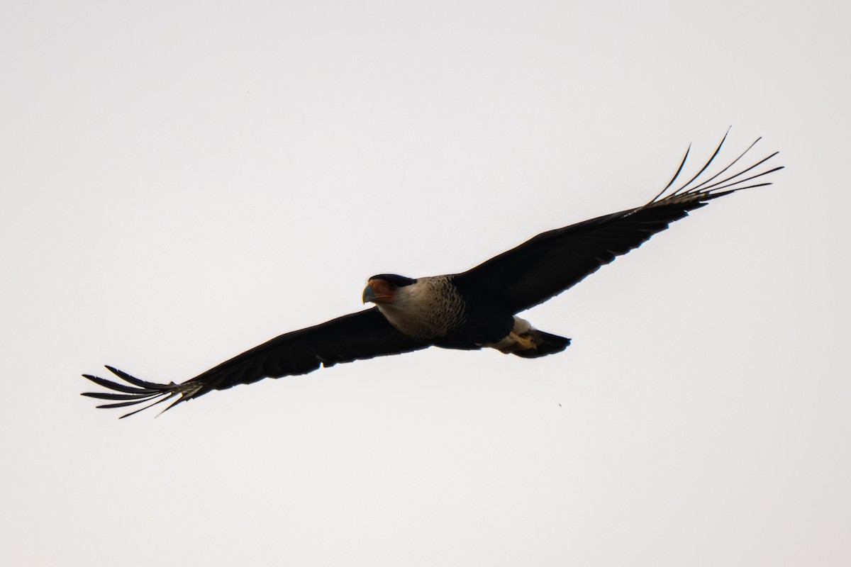 Schopfkarakara (Nordkarakara) - ML645203054