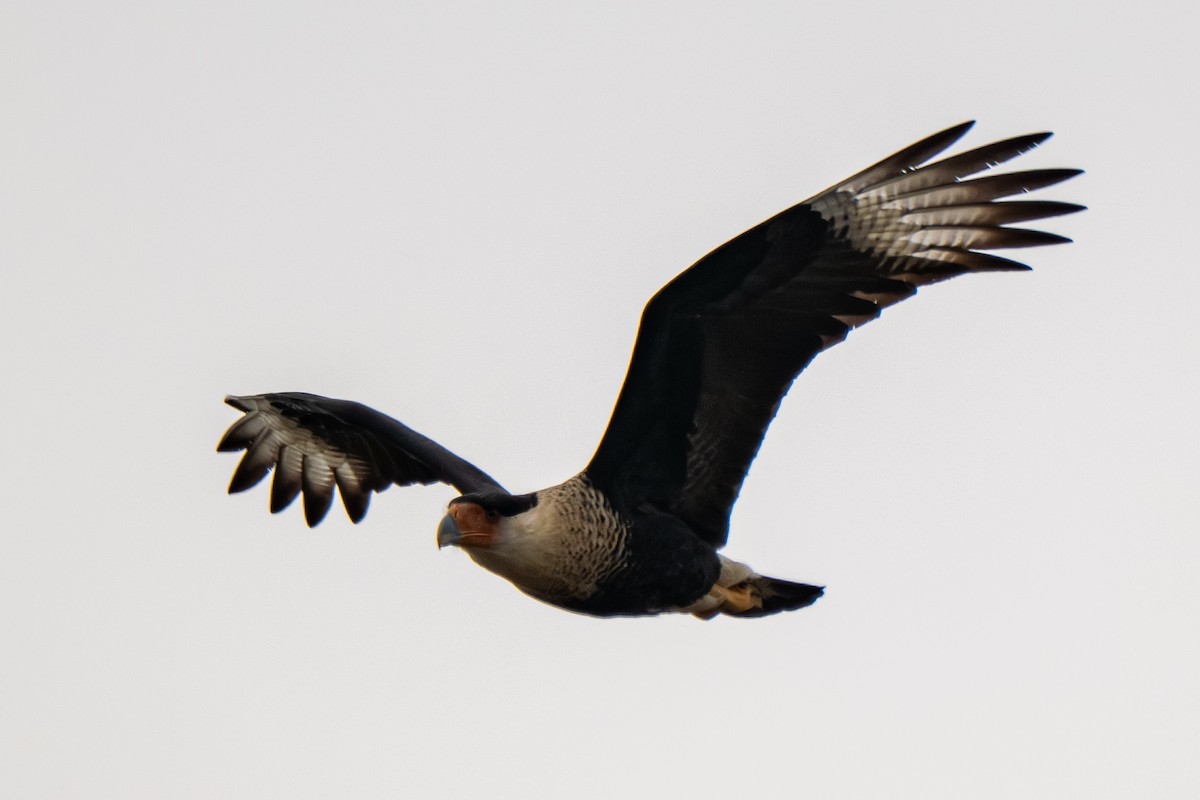 Schopfkarakara (Nordkarakara) - ML645203055