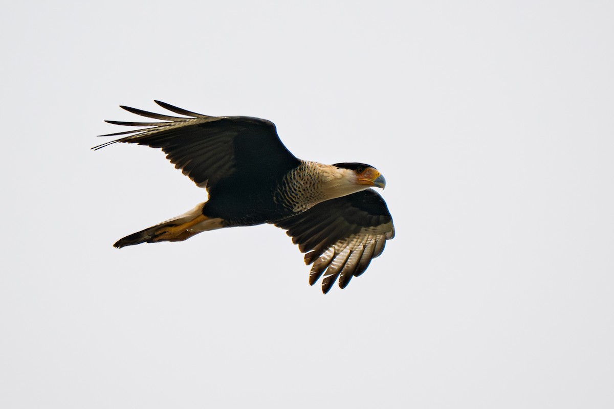 Schopfkarakara (Nordkarakara) - ML645203056