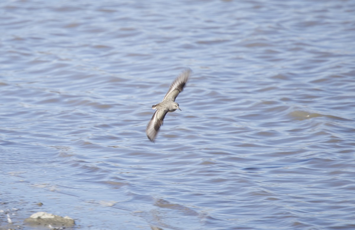 temmincksnipe - ML645203058