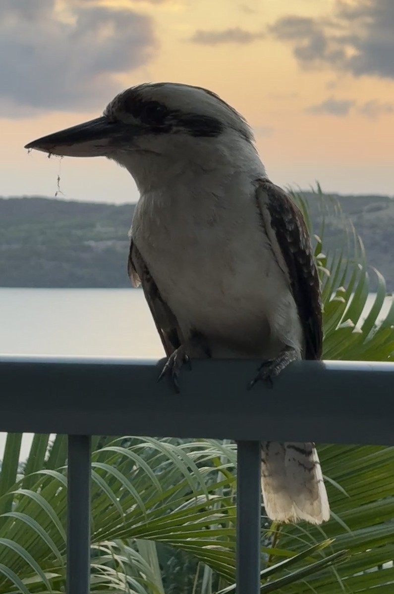 Kukabura - ML645203059