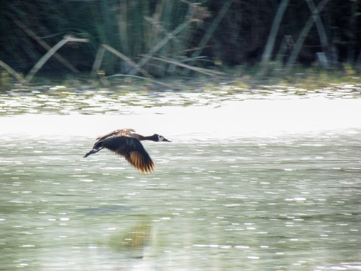 White-faced Whistling-Duck - ML645203065