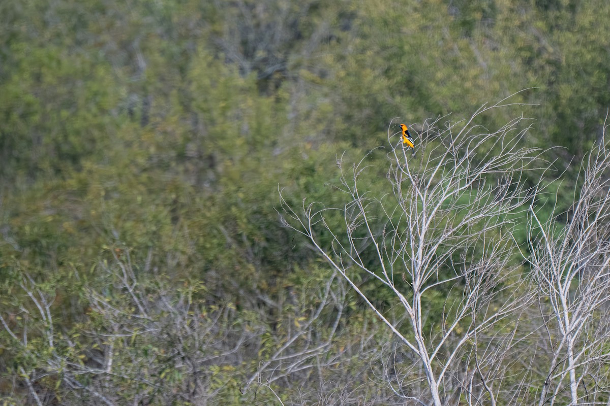 Altamira Oriole - ML645203067