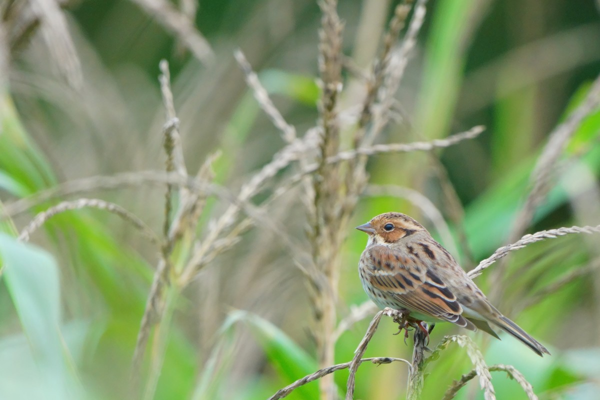 Little Bunting - ML645203068